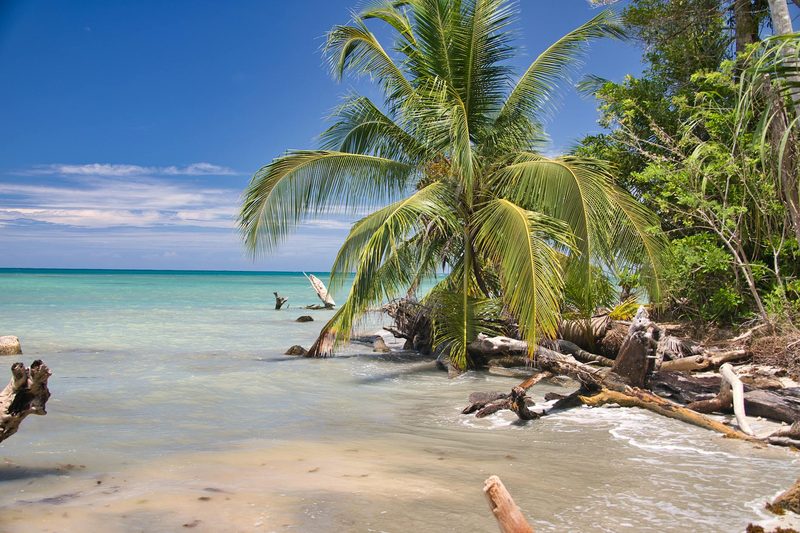 Ein einsamer Strand mit Palmen, Treibholz und türkisfarbenem Meer unter blauem Himmel.