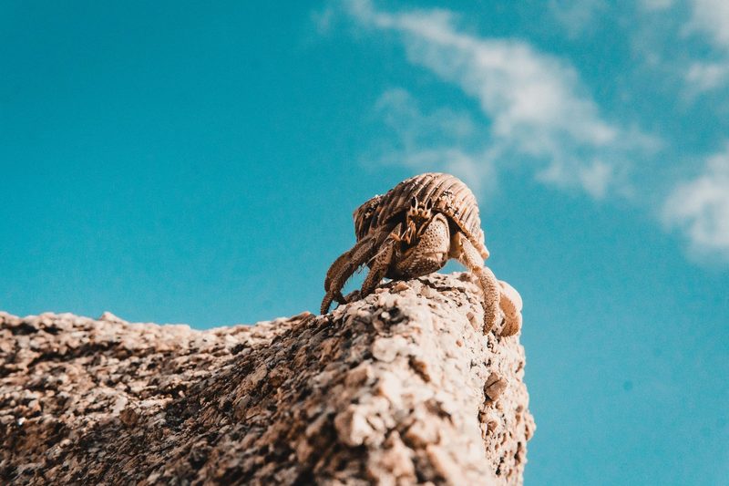 Seychellen - A hermit crab climbs a rock against a clear blue sky in the Seychellen.