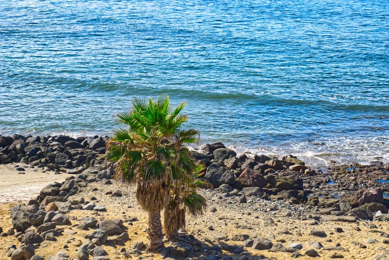 Teneriffa - Peaceful Maspalomas beach with palm trees and rocky shore under a clear sky.