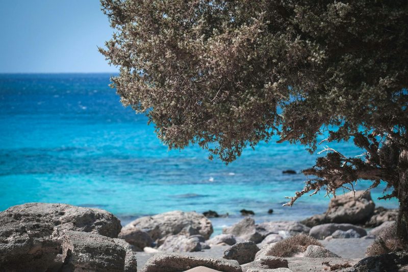 Ein felsiger Strand mit einem Baum im Vordergrund und dem blauen Meer im Hintergrund.