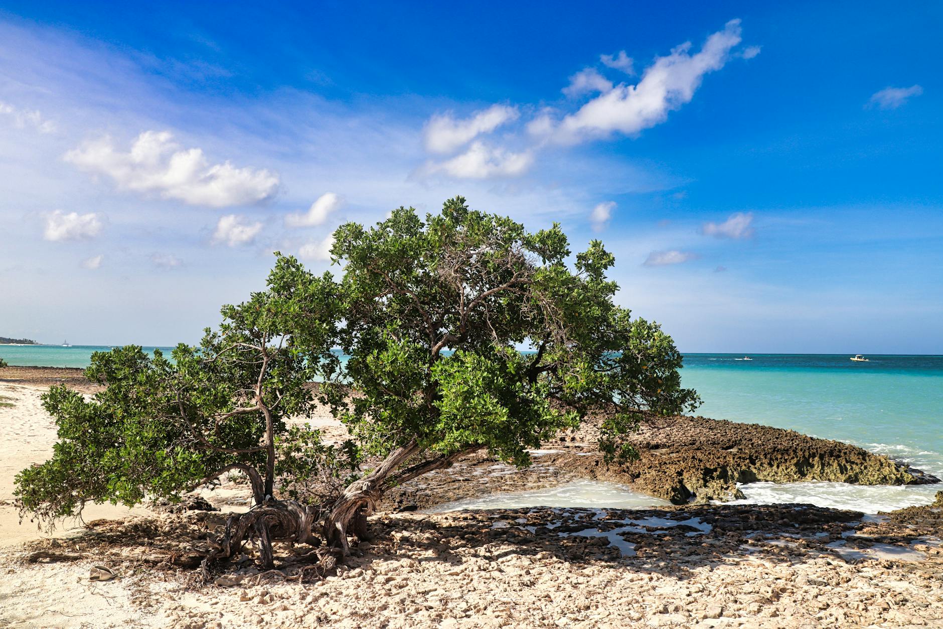 Ein knorriger Baum steht am Sandstrand vor einer felsigen Küste und dem türkisfarbenen Meer unter einem blauen Himmel mit Wolken.