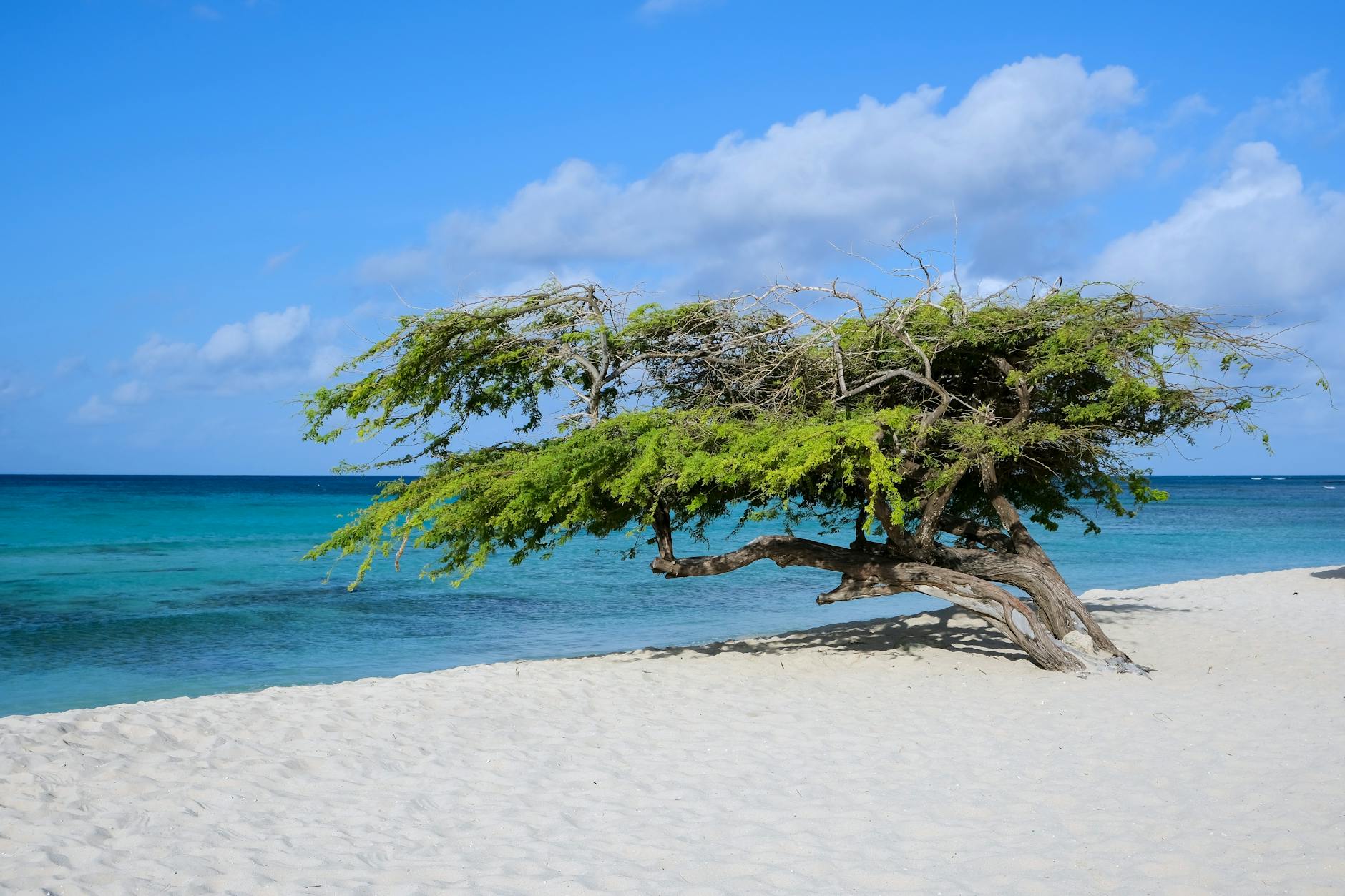 Ein einzelner, vom Wind geformter Divi-Divi-Baum steht am weißen Sandstrand neben dem türkisfarbenen Meer unter einem blauen Himmel mit weißen Wolken.