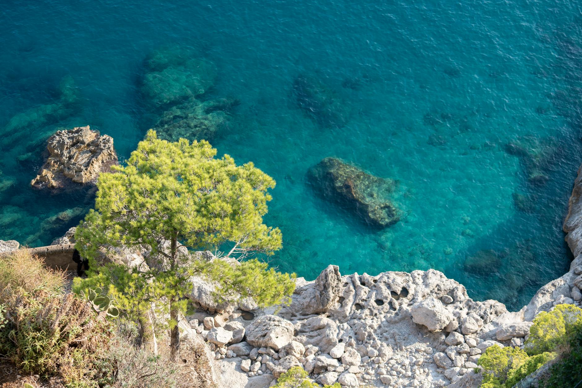 Blick von oben auf eine felsige Küste mit einer Pinie und klarem, türkisfarbenem Meer mit Felsen unter der Wasseroberfläche.
