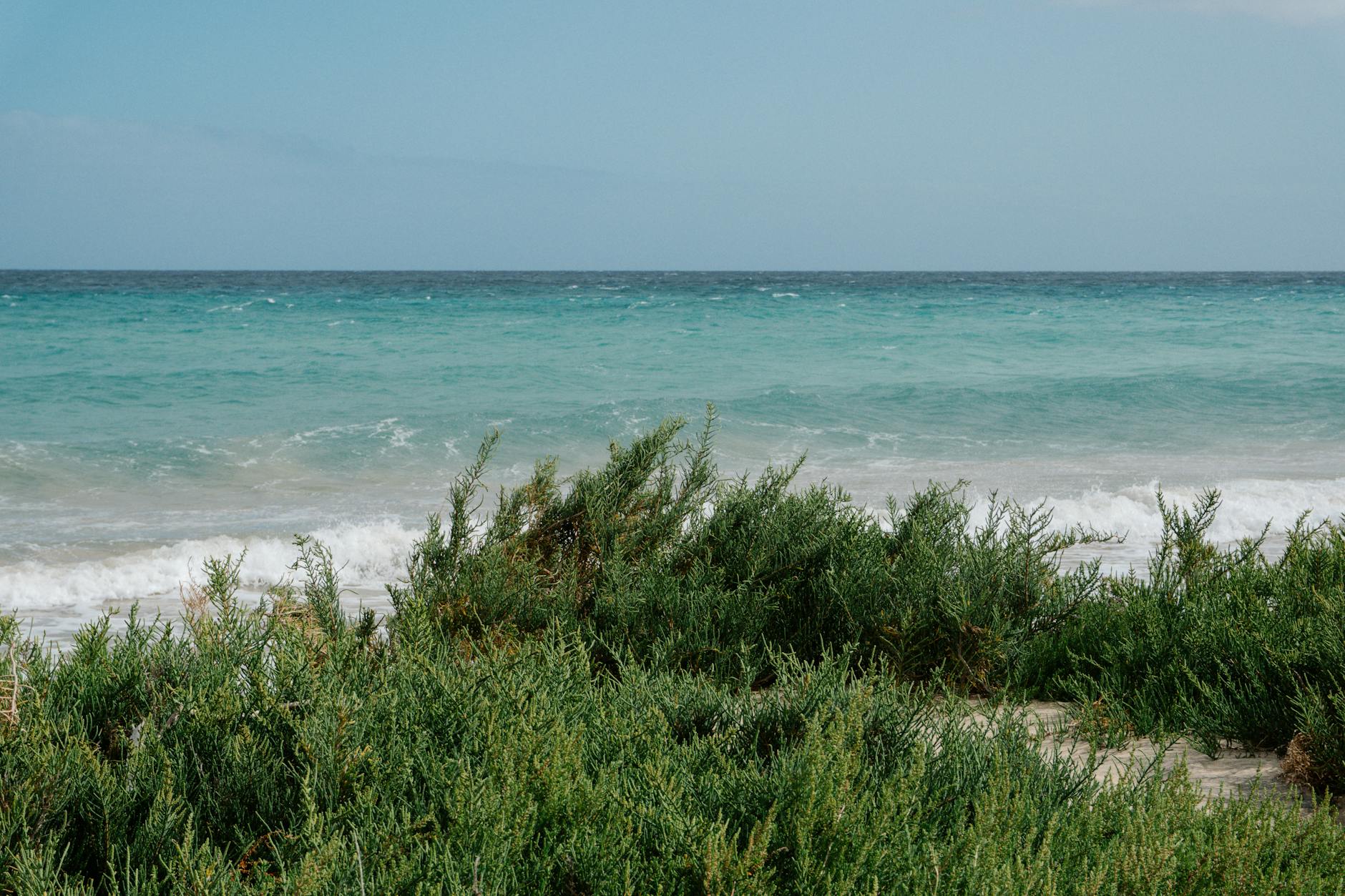 Djerba, Tunesien - Ein Strand mit gruenen Kuestenpflanzen im Vordergrund und tuerkisem Meer mit Wellen im Hintergrund.