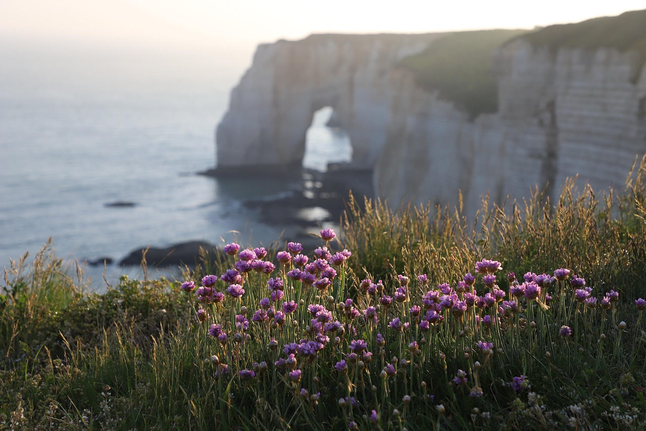 Lila Blumen und Gräser auf einer Klippe mit einer Felsformation im Meer im Hintergrund.