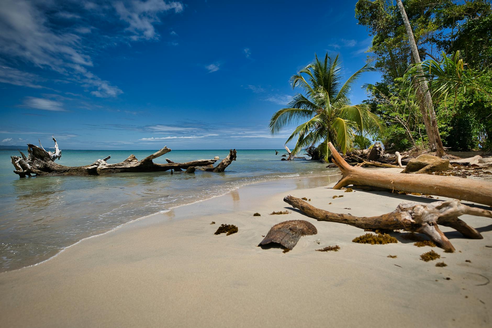 Ein einsamer Strand mit Treibholz und Palmen am Ufer unter einem blauen Himmel mit Wolken.