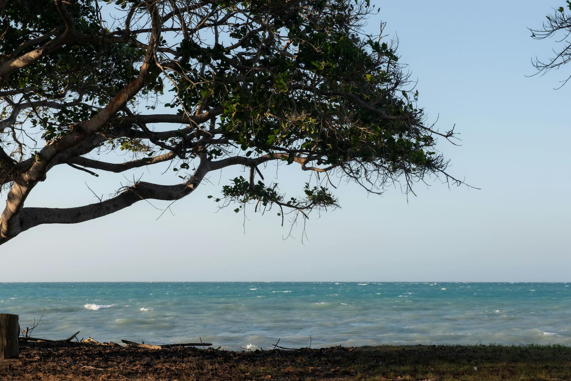 Ein großer Baum mit grünen Blättern ragt von links in das Bild und überblickt das Meer unter einem klaren Himmel.