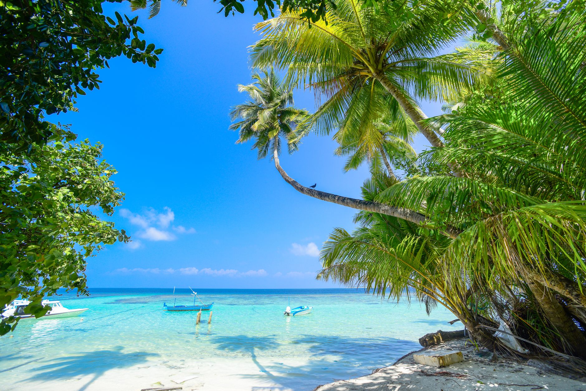 Malediven - Serene tropical beach with turquoise waters and lush palm trees under a bright s