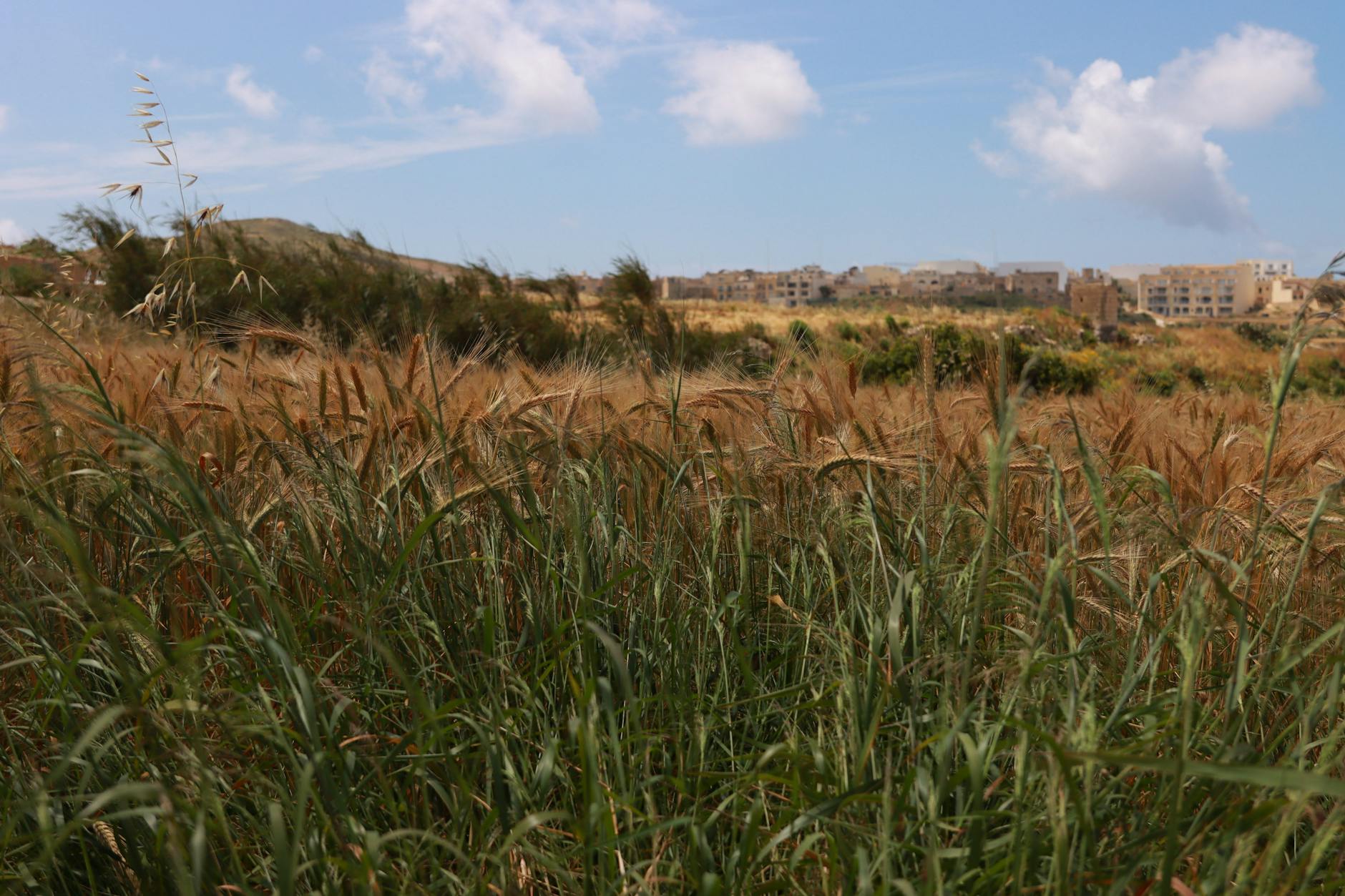 Ein Feld mit reifem Getreide im Vordergrund und einem Dorf in der Ferne unter einem blauen Himmel mit Wolken.