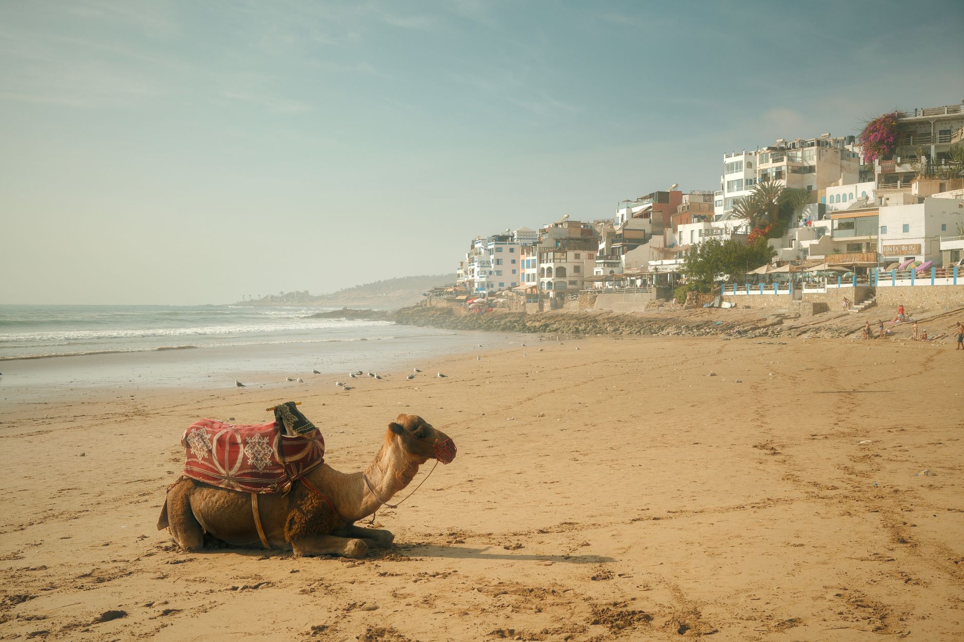 Marokko - A lone camel rests on a Moroccan beach with white buildings and the sea in the b