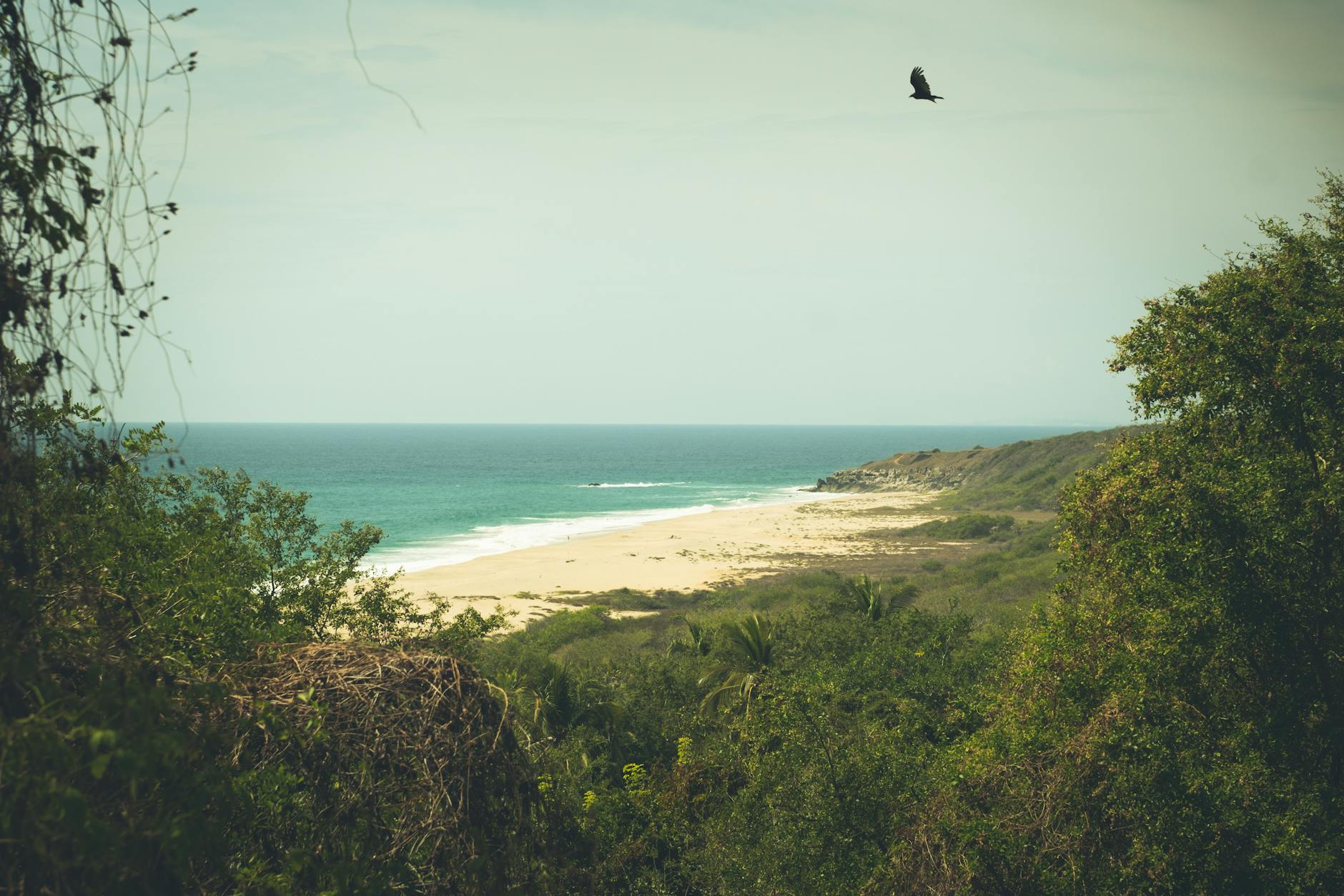 Ein einsamer Vogel fliegt ueber einen breiten Sandstrand, das Meer und eine gruene Kuestenlandschaft.
