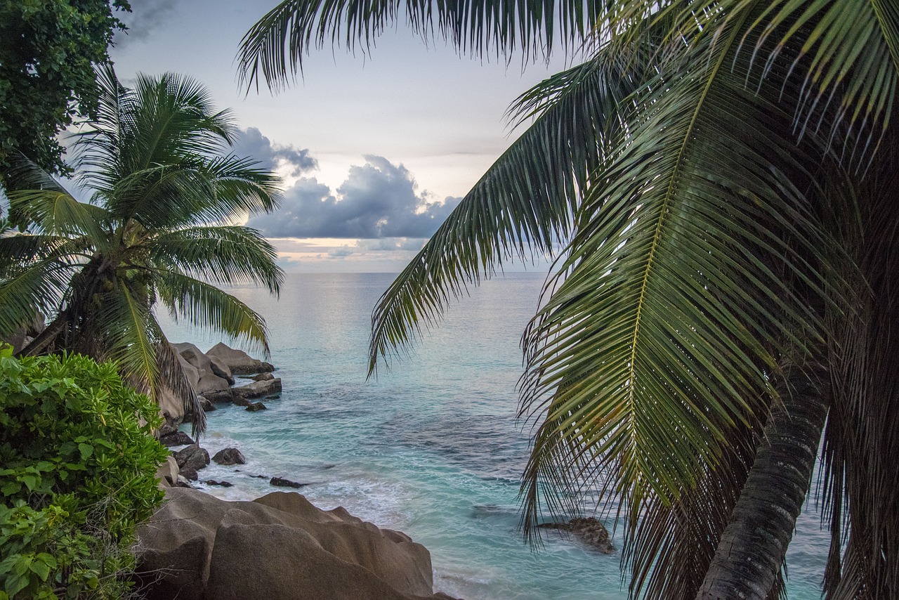 Blick auf das Meer mit Palmen im Vordergrund und Felsen am Ufer.