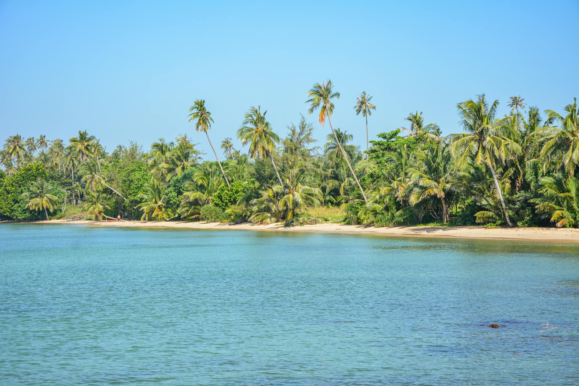 Ein tropischer Strand mit Palmen und gruener Vegetation, der auf das tuerkise Meer trifft.